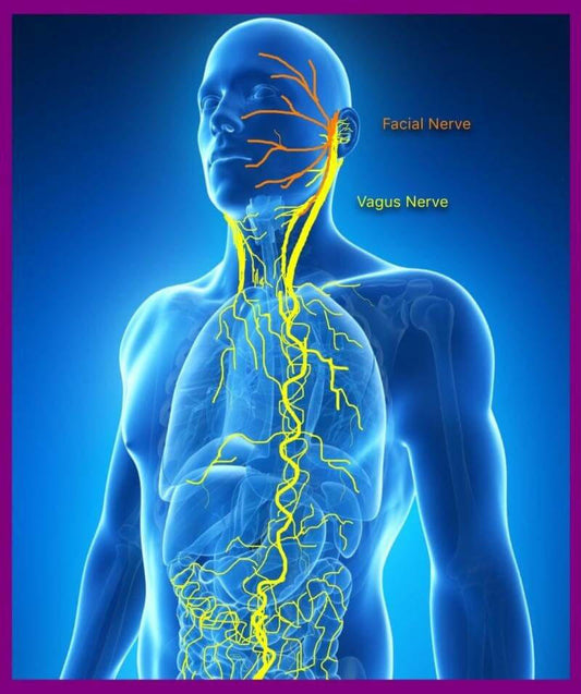 Is Your Brain-Gut Axis Compromised? Do Yoga to activate your Vagus nerve.